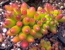 Sedum Rubrotinctum